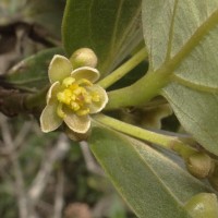 Cinnamomum ovalifolium Wight